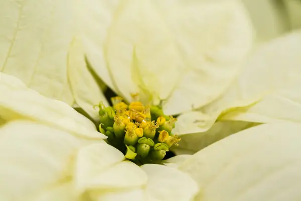 Poinsettias — Stock Photo, Image