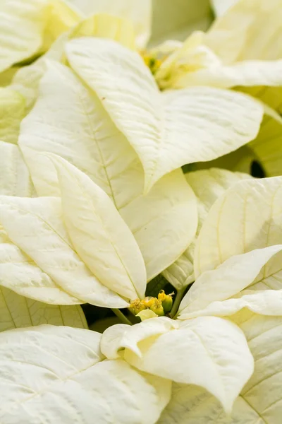 Poinsettias — Stock Photo, Image