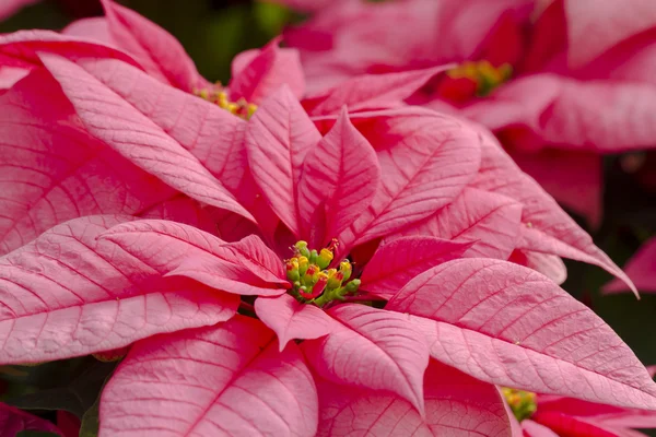 Poinsettias — Stok fotoğraf