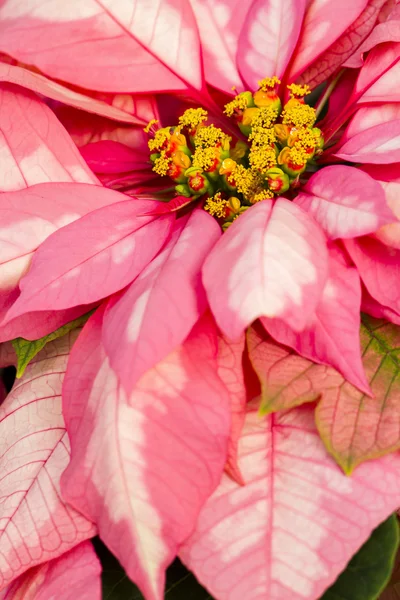 Poinsettias — Stock Photo, Image