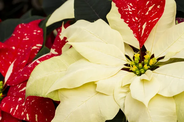 Poinsettie — Foto Stock