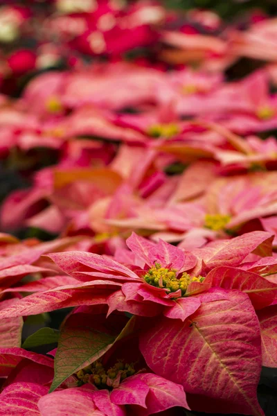 Poinsettias — Stok fotoğraf