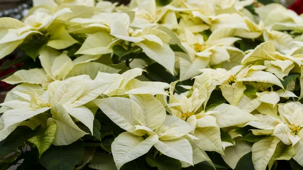 Poinsettias — Stok fotoğraf