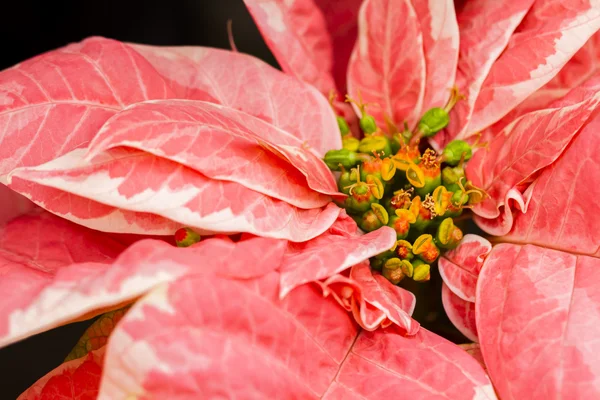 Poinsettias — Stok fotoğraf