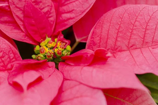 Poinsettias — Stok fotoğraf