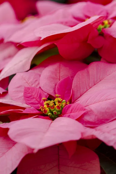 Poinsettias — Stock Photo, Image