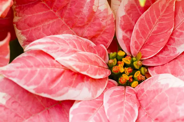 Poinsettias — Stok fotoğraf