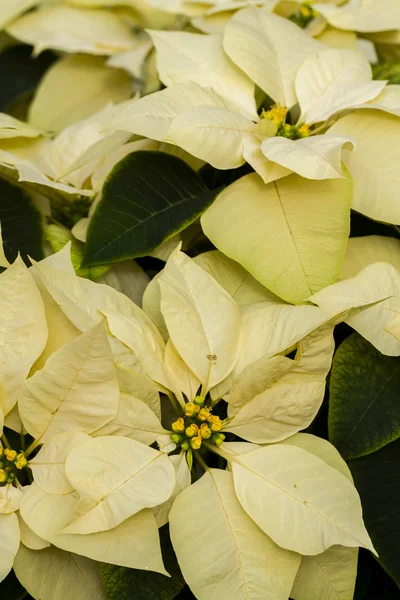 Poinsettias — Stok fotoğraf