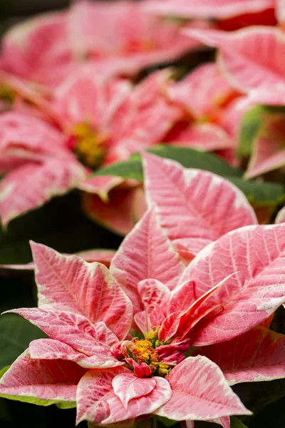 Poinsettias — Stok fotoğraf