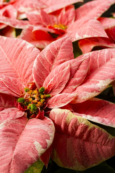 Poinsétias — Fotografia de Stock