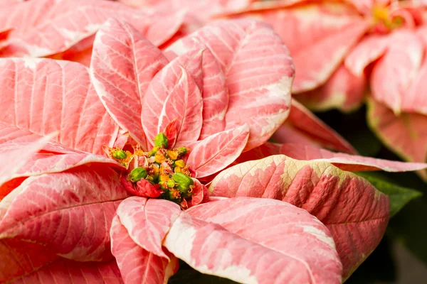 Poinsettias — Stok fotoğraf