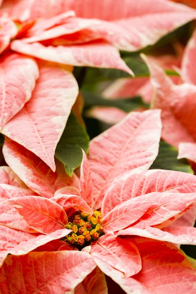 Poinsettias — Stok fotoğraf