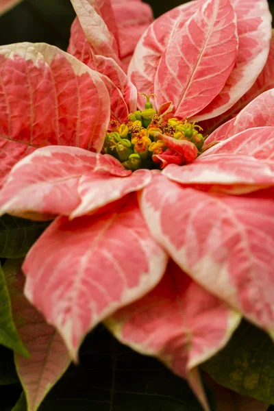 Poinsétias — Fotografia de Stock