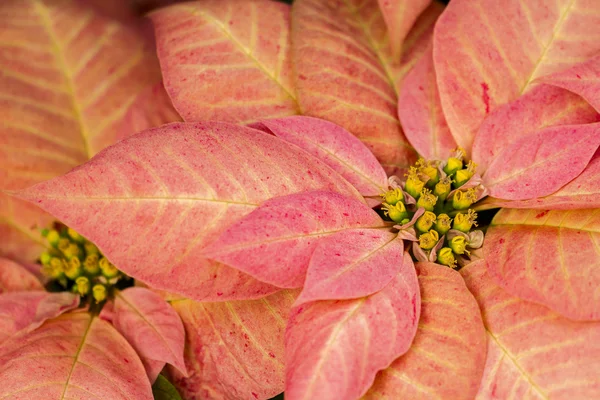 Poinsettias — Stock Photo, Image