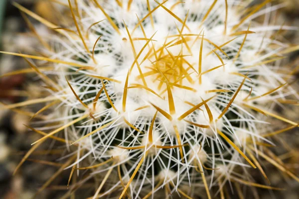 Cactus — Stock Photo, Image