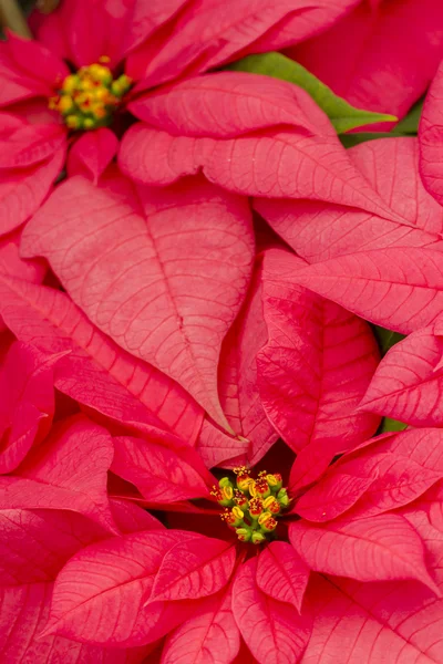 Poinsettias — Stock Photo, Image