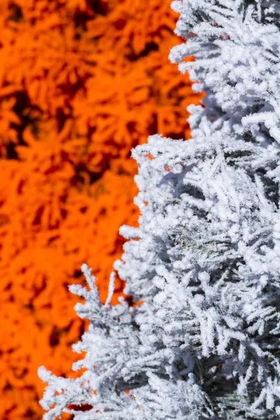 Arbre de Noël floqué — Photo