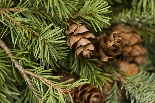 Pine cone — Stock Photo, Image