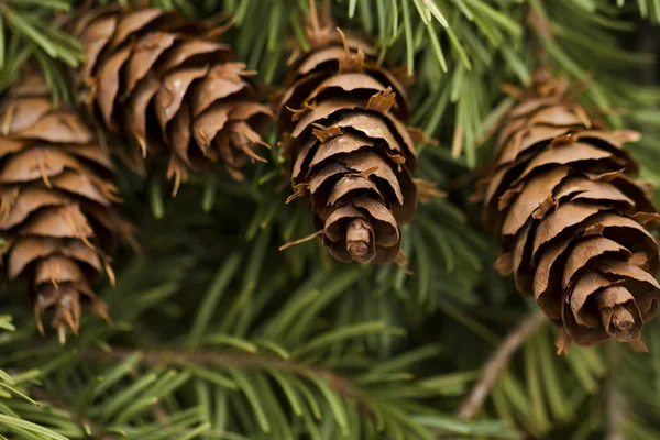 Pine cone — Stock Photo, Image