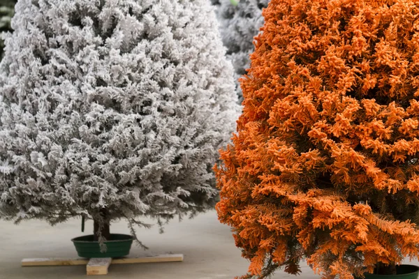 Noel Ağacı Sürüsü — Stok fotoğraf