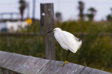 Snowy egret clipart