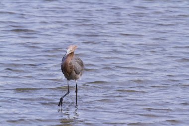 kırmızımsı balıkçıl