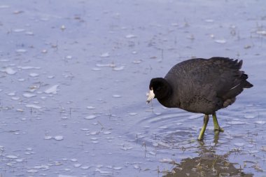 ortak moorhen