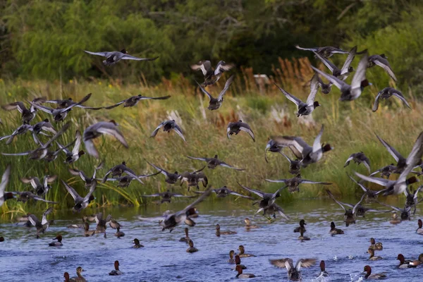 Ducks — Stock Photo, Image