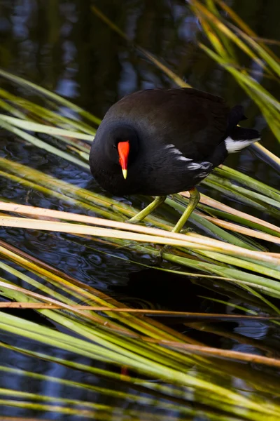 常见 moorhen — 图库照片