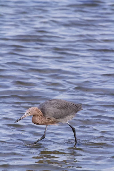 Rode reiger — Stockfoto