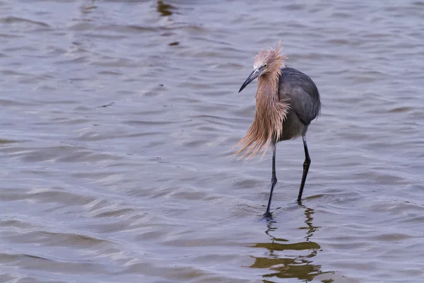 Načervenalé heron — Stock fotografie