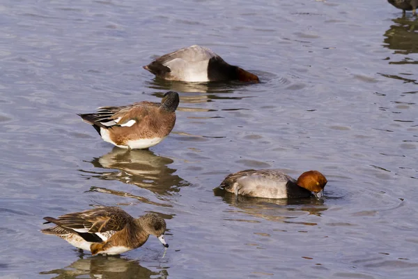 Ducks — Stock fotografie