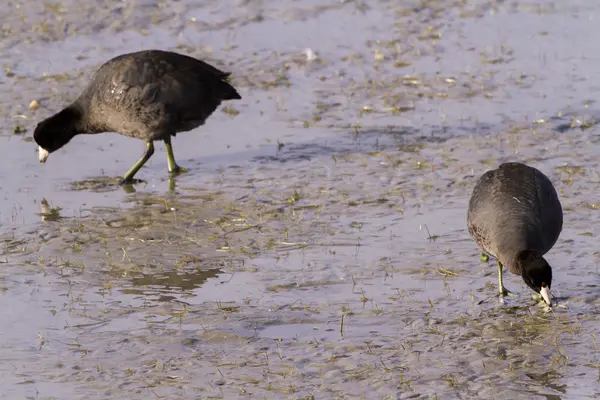 Frecuentes Moorhen — Foto de Stock