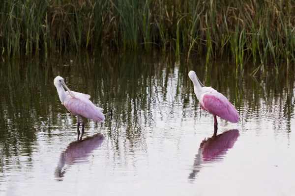 Roseate spoonhill — Stok fotoğraf