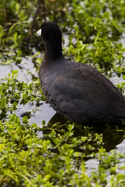 Ortak moorhen — Stok fotoğraf