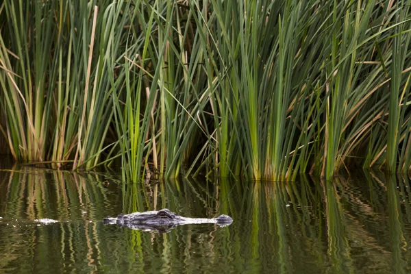 Alligator — Stock fotografie