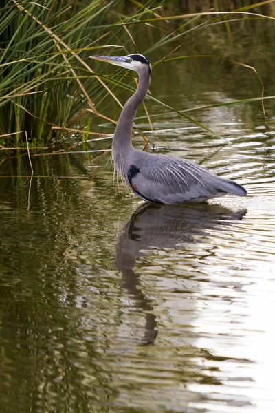 Grote blauwe reiger — Stockfoto