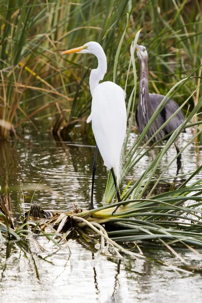 Snowy egret — Stockfoto