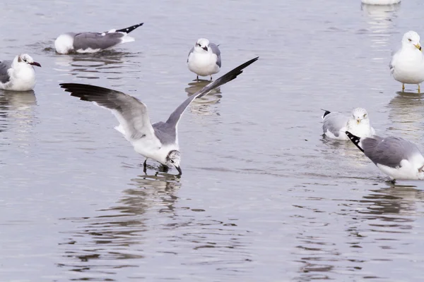 Mouettes et mouettes — Photo