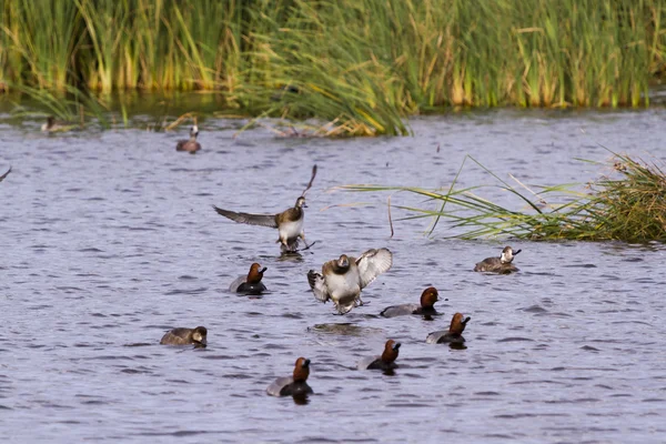 Ducks — Stock fotografie