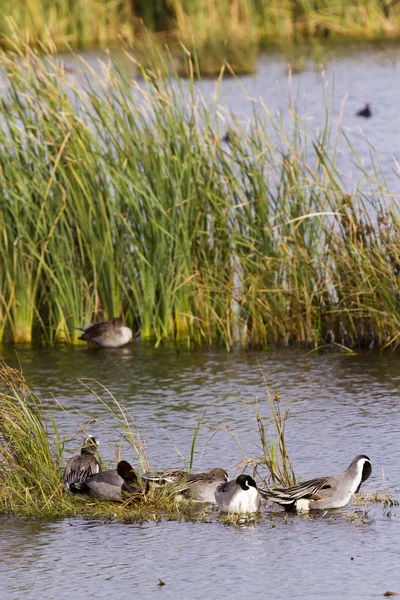 Ducks — Stock fotografie