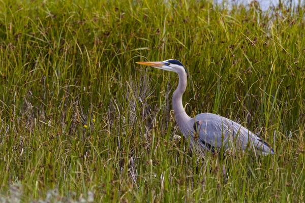 Heron — Stock Photo, Image