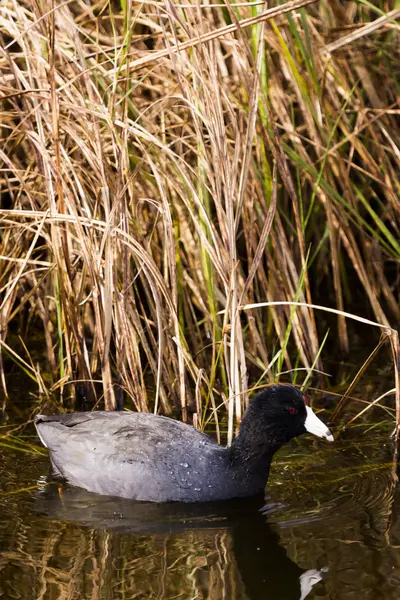 일반적인 moorhen — 스톡 사진