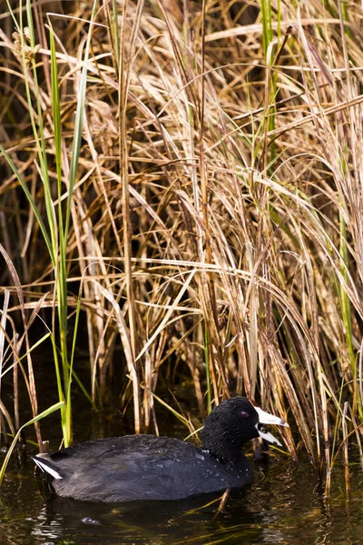 일반적인 moorhen — 스톡 사진