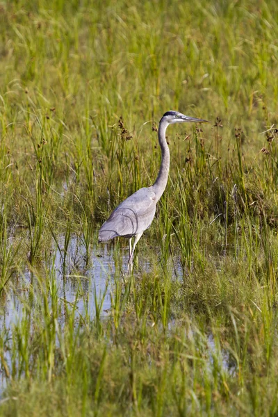 Great blue heron — Stock Photo, Image