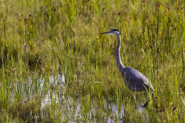 Grote blauwe reiger — Stockfoto