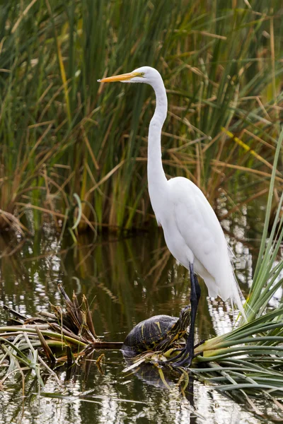 Snowy egret — Stockfoto