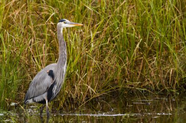 Büyük Mavi Balıkçıl