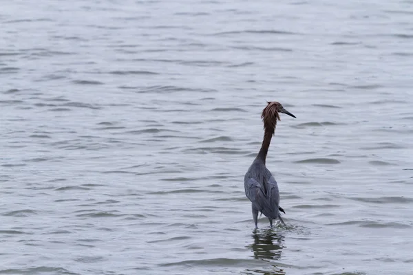 Raddish heron — Stockfoto