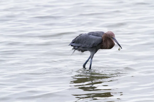 Reiher — Stockfoto